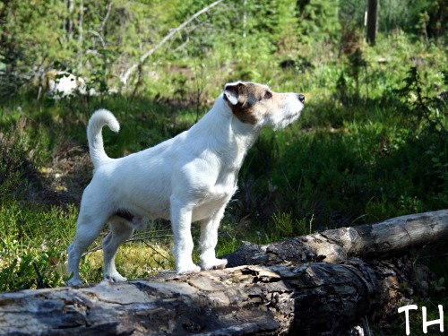 2007 06 22.JPG - Kesälomalainen